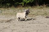 BOULEDOGUE FRANCAIS 163
